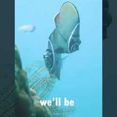 Scuba Diving in Havelock Island: Explore the Underwater Paradise of the Andaman!