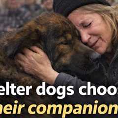 Shelter Dogs Choosing Owners