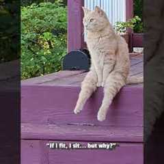 The FUNNIEST Cat Videos!