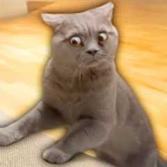 The Funniest Cat Videos Ever