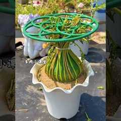 From Seed to Bloom 🌸 Watch This Flower Grow! #shorts #gardening #flowers #portulaca