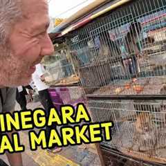 Searching for EXOTIC PETS in Jakarta