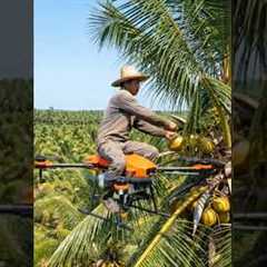 Farmer Harvesting Coconuts Using a Flying Drone