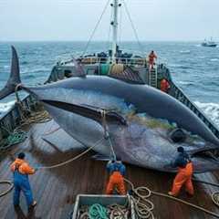 Giant Bluefin Tuna From the Sea – How Fishermen Earn $500,000 in Just 7 Days | Deep Sea Creatures