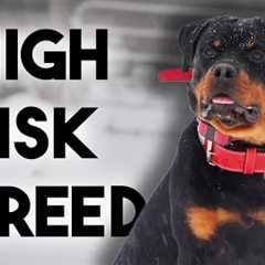 Professional Trainer Reviews the Rottweiler Breed