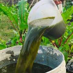 Stop Throwing Away Vegetable Scraps! Turn Them into Powerful Fertilizer!