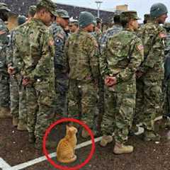 When Cats Are Being Total Little Humans 😂 Funny Cat Videos