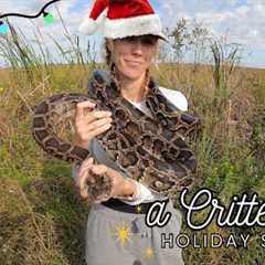 Catching Pythons in the Everglades for Christmas!