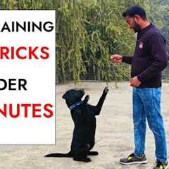 10 Dog Training Tricks in Just UNDER 5 minutes!