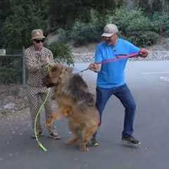 Dog Daddy VS 200lb Tibetan Mastiff. (Full Series)