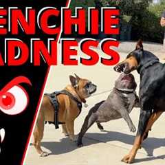French Bulldogs are Crazy. Watch as he Makes Friends, gets Corrected & the Owners Learn the..