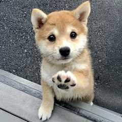 Try Not to Laugh! Hilarious Dogs & The Cutest Puppies Videos of the Year 😂🐕