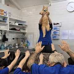 When Cat Made Its Own at the Vet 🐶 Funny Cats Videos 2025