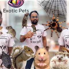 Exotic Pets in Chennai | Hamster | Sugar Glider | Spider | Hedgehog | Cute Pets 