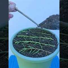 Planting propagation portulaca flower #shorts #plants #garden #flowers