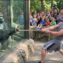 Gorilla vs Bodybuilder: Zoo Tug War Challenge You Can’t Miss! 🦍💪