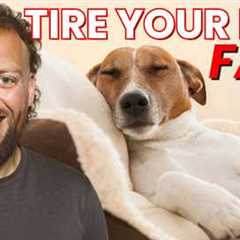Tire Your Dog in 10 Minutes (No Long Walks Needed)