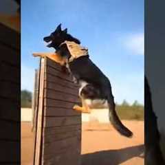 K9 Military Dog Training in Action 🐕💥 | Elite Police & Military Dogs #Short