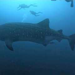 Galapagos Scuba Diving in 4K (Ecuador, Aug 2023)