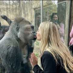 silverback Romantic Kiss? Nope, Gorilla Wife Has Other Plans! 😂🔥