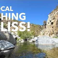 A Pristine Creek for Socal Fishing! Rainbow Trout Everywhere | Tenkara Fly Fishing