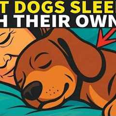 Dog Behavior Explained | What Does Your Dog REALLY Think When Sleeping With You?