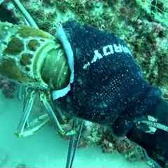 FLORIDA LOBSTER LIMITS! SCUBA Diving on a Commercial Trip