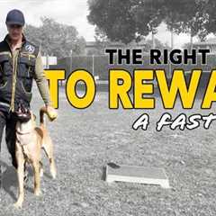 Reward your Dog Correctly to Avoid Problems Later - FOCUS HEEL POSITION