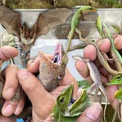 Catch the unique forked-tailed gecko