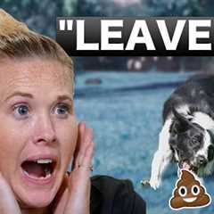 How To Teach Your Puppy To Leave It - Professional Dog Training Tips