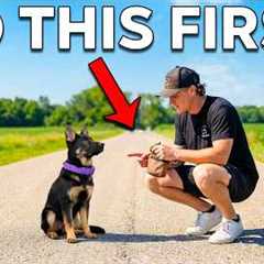 Puppy Training Basics: What You MUST Do First