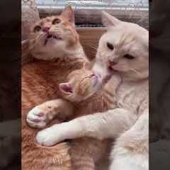 Cat videos 😹 Cat Fight 😻 # Part 2134
