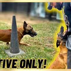 My ‘GO TO’ Purely Positive Exercise w/ My Malinois
