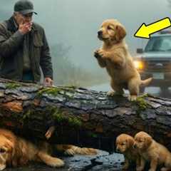 Dog Cub Begged a Man for Help to Golden Retriever Mom-A touching animal rescue story
