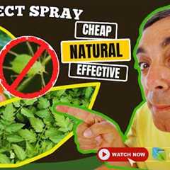 DIY Natural Bug Spray for Plants 🌱✨ – Cheap, Safe & Effective!