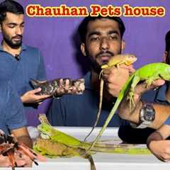 Exotic pets available in Mumbai Iguana, turtle, tarantula #exotic #pets #reptile #iguana #turtle