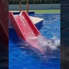 Dogs have a blast playing in the pool!