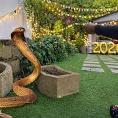 Deadly Snake on New Years Eve