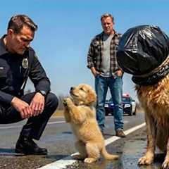 Animal Rescue Brave Puppy Pleads With Cop — Ending Will Shock You! #27