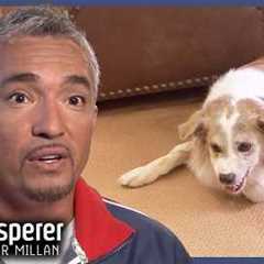 Cesar Confronts Most Severe Case Of Aggression | Dog Whisperer With Cesar Millan