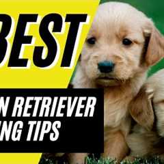 7 BEST Golden Retriever Puppy Training Tips and Best Practices