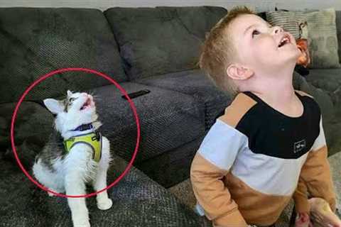 When Your Cats Act Like Little Comedians 😂 Funny Cat Videos