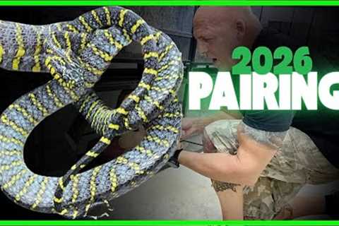 First Look at Rare New Snakes & Hatchlings | Malaysia Facility