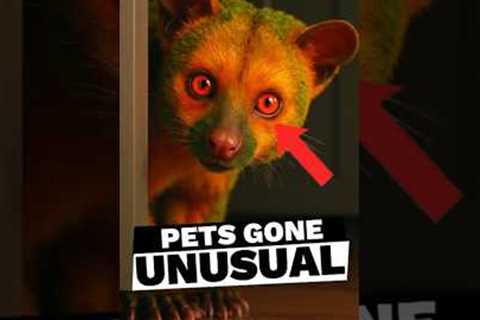 TOP 3 RARE AND UNUSUAL PETS YOU CAN OWN IN AMERICA 🦘🤯