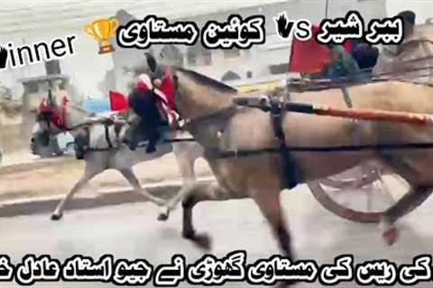 Queen Mastavi vs Babar Sher Horse Race 30 November 2025 || Tanga Race  || #horse #horseriding 