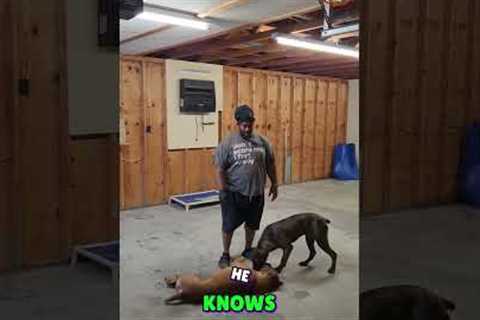 Dog Training: Teach Your Dog New Tricks With Simple Repetition! #shorts