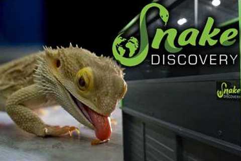 Snake Discovery Sent me Their New Enclosure, Let's Setup My Bearded Dragon!