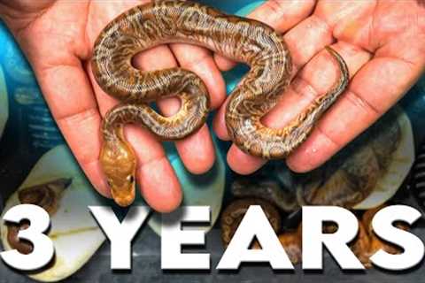 It Took Us 3 Years to make this Snake !