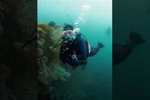 Scuba Diving in Japan! Hours outside of Tokyo!