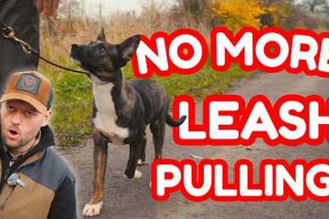 Teach Your Puppy Loose Leash Walking the RIGHT Way